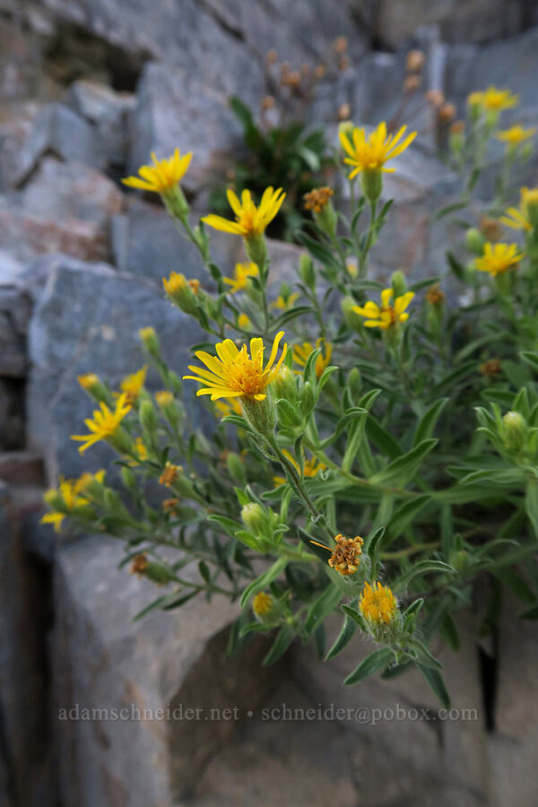 hairy golden-aster (Heterotheca sp. (Heterotheca villosa)) [Kootenai Falls, Lincoln County, Montana]