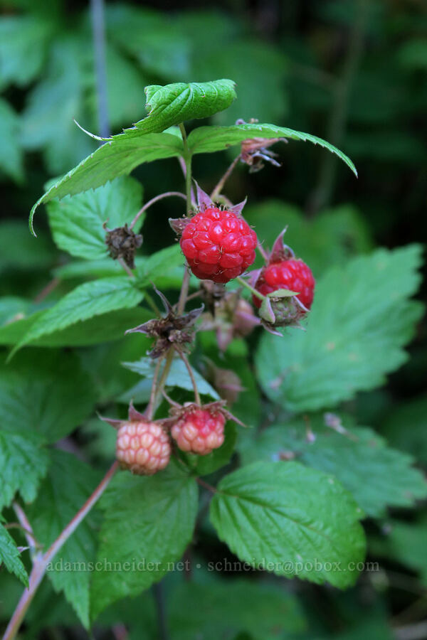 wild raspberries (Rubus strigosus (Rubus idaeus ssp. strigosus)) [Leigh Lake Trail, Kootenai National Forest, Lincoln County, Montana]