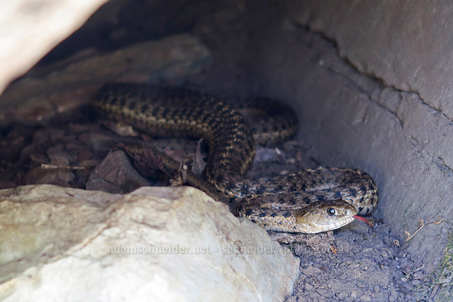wandering garter snake (Thamnophis elegans vagrans) [Leigh Lake Trail, Cabinet Mountains Wilderness, Lincoln County, Montana]