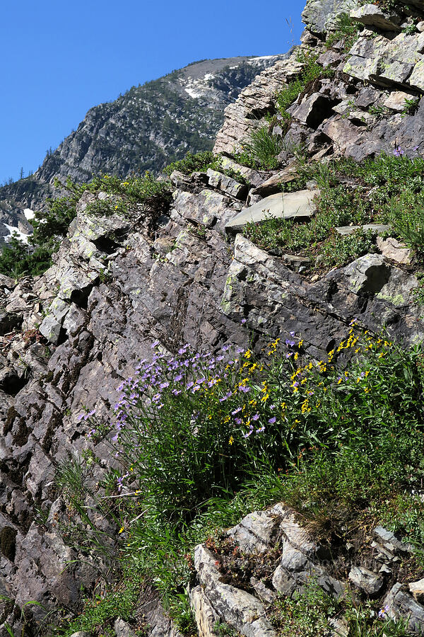 asters & arnica (Symphyotrichum sp. (Aster sp.), Arnica lanceolata ssp. prima (Arnica amplexicaulis)) [above Leigh Lake, Cabinet Mountains Wilderness, Lincoln County, Montana]