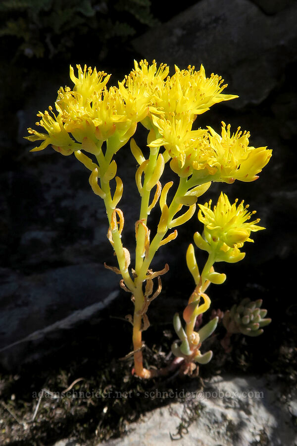 lance-leaf stonecrop (Sedum lanceolatum) [above Leigh Lake, Cabinet Mountains Wilderness, Lincoln County, Montana]