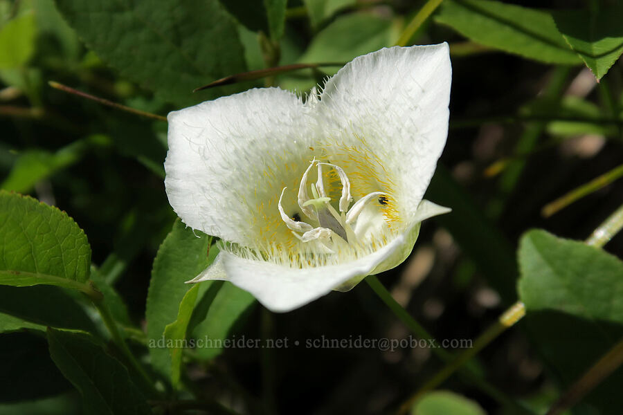three-spot mariposa lily (Calochortus apiculatus) [above Leigh Lake, Cabinet Mountains Wilderness, Lincoln County, Montana]