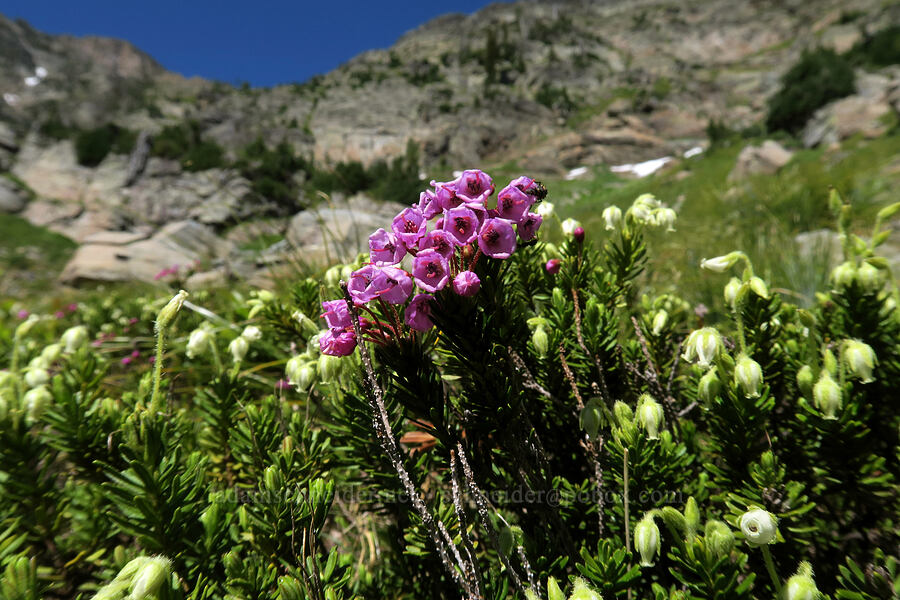 pink mountain heather & yellow mountain heather (Phyllodoce empetriformis, Phyllodoce glanduliflora) [above Leigh Lake, Cabinet Mountains Wilderness, Lincoln County, Montana]