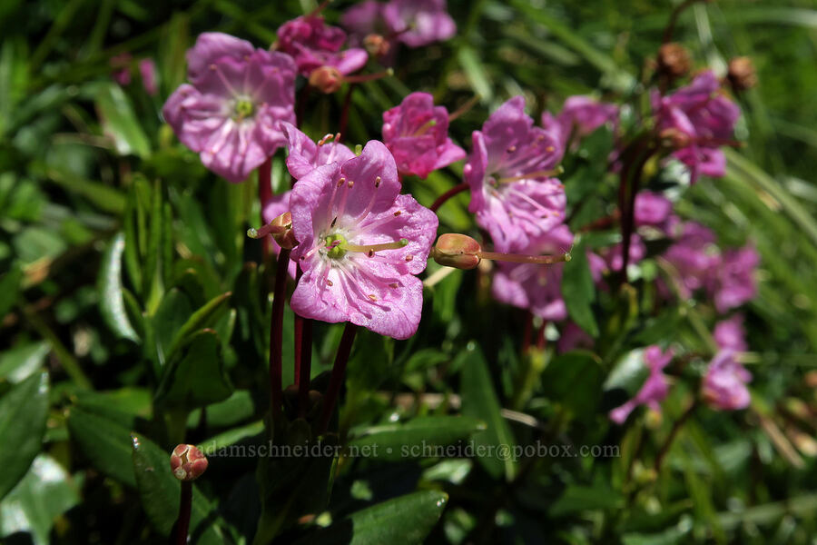 mountain-laurel (Kalmia microphylla (Kalmia polifolia ssp. microphylla)) [above Leigh Lake, Cabinet Mountains Wilderness, Lincoln County, Montana]