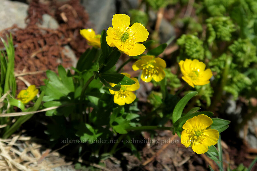 snow buttercups (Ranunculus eschscholtzii) [above Leigh Lake, Cabinet Mountains Wilderness, Lincoln County, Montana]