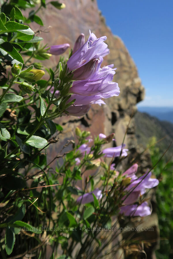 rocky ledge penstemon (Penstemon ellipticus) [above Leigh Lake, Cabinet Mountains Wilderness, Lincoln County, Montana]