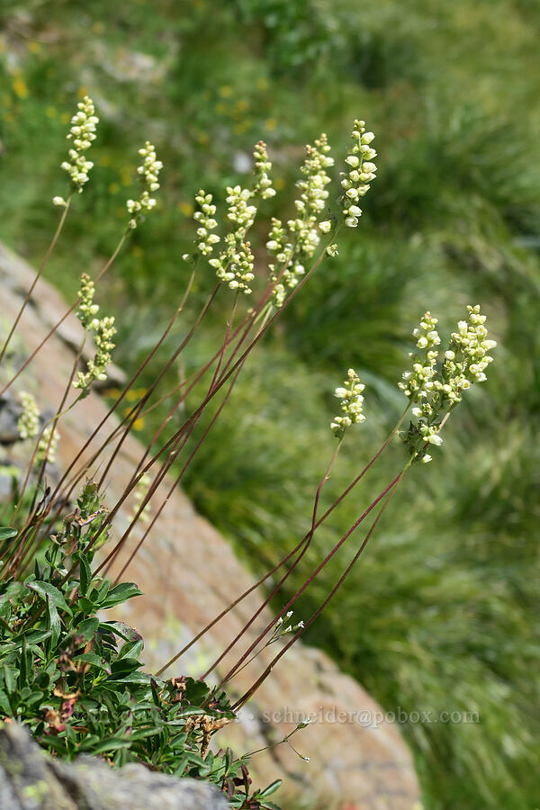 round-leaf alumroot (Heuchera cylindrica) [above Leigh Lake, Cabinet Mountains Wilderness, Lincoln County, Montana]