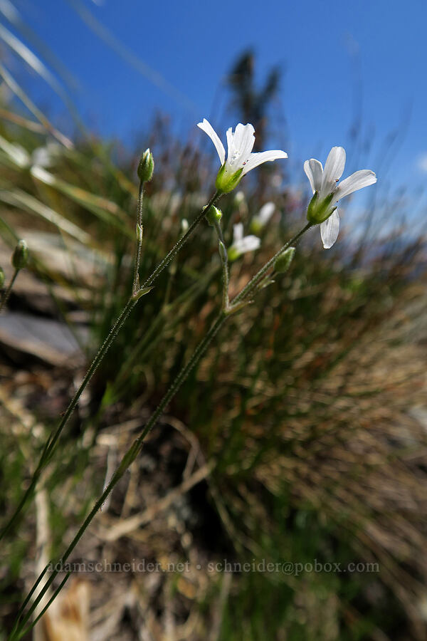 mountain sandwort (Eremogone capillaris (Arenaria capillaris)) [above Leigh Lake, Cabinet Mountains Wilderness, Lincoln County, Montana]