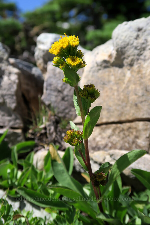 Rocky Mountain goldenrod (Solidago multiradiata) [Snowshoe Peak-Bockman Peak ridge, Cabinet Mountains Wilderness, Lincoln County, Montana]