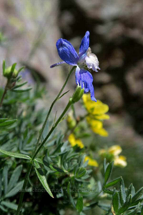 larkspur (Delphinium nuttallianum) [above Leigh Lake, Cabinet Mountains Wilderness, Lincoln County, Montana]
