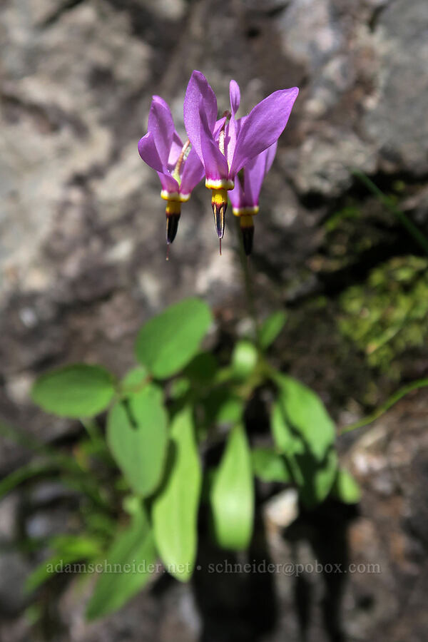 few-flowered shooting star (Dodecatheon pulchellum var. pulchellum (Primula pauciflora var. pauciflora)) [above Leigh Lake, Cabinet Mountains Wilderness, Lincoln County, Montana]