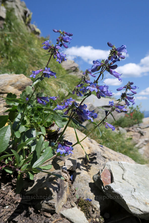Alberta penstemon (Penstemon albertinus) [above Leigh Lake, Cabinet Mountains Wilderness, Lincoln County, Montana]