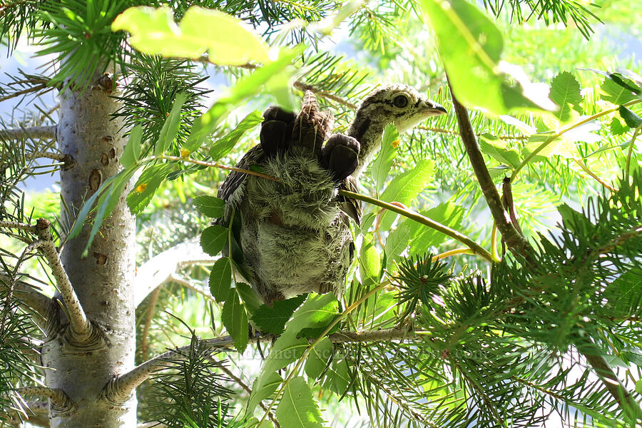 dusky grouse chick (Dendragapus obscurus) [Leigh Lake Trail, Cabinet Mountains Wilderness, Lincoln County, Montana]