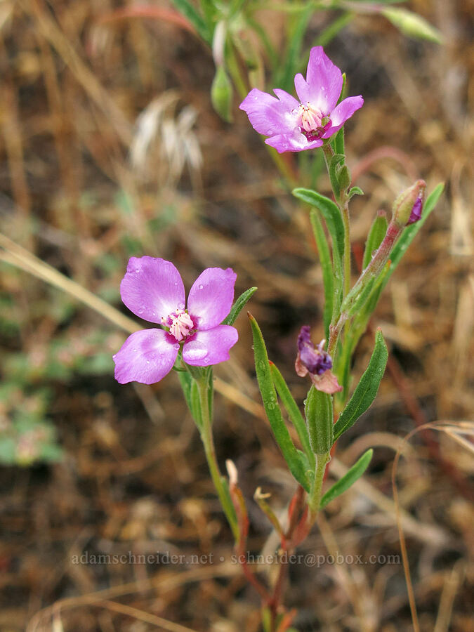 Mt. Lassen clarkia (Clarkia lassenensis) [Big Springs Road, Siskiyou County, California]