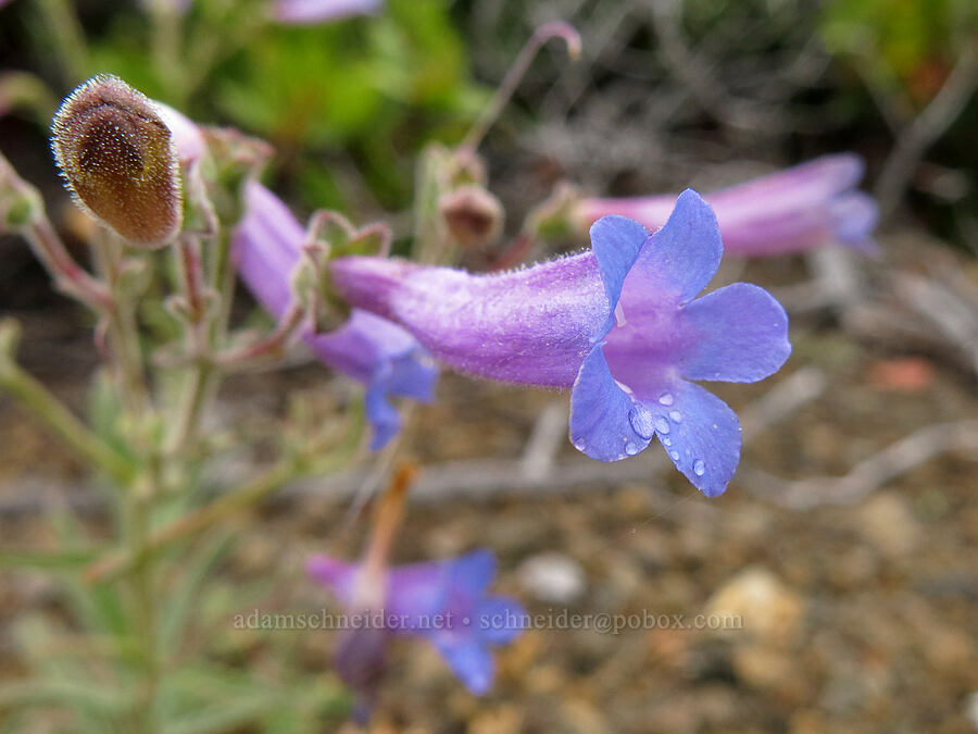penstemon (Penstemon sp.) [Big Springs Road, Siskiyou County, California]
