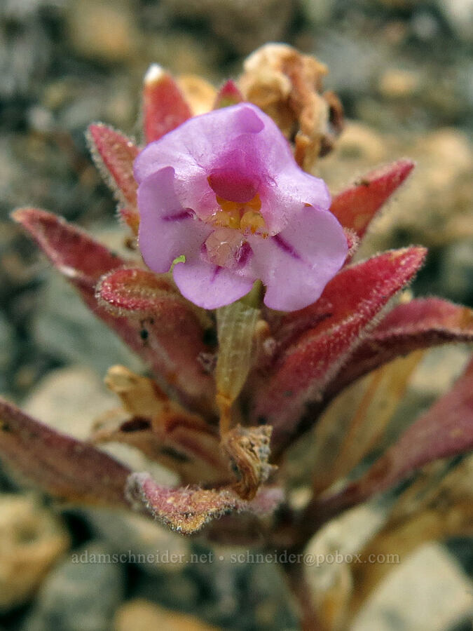 dwarf purple monkeyflower (Diplacus nanus (Mimulus nanus)) [Big Springs Road, Siskiyou County, California]