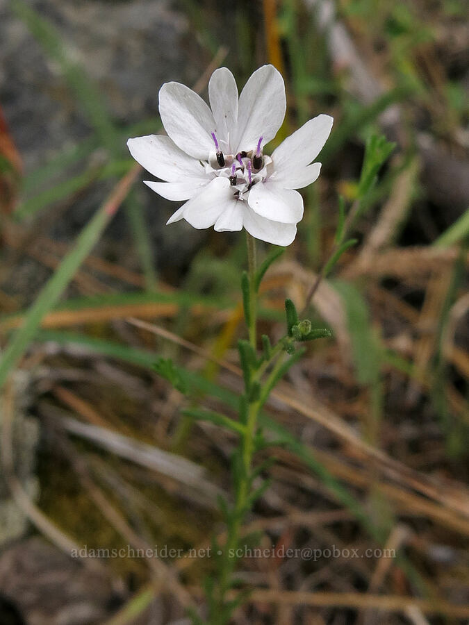 rough eyelash-weed (Blepharipappus scaber) [Forest Road 17, Shasta-Trinity National Forest, Siskiyou County, California]