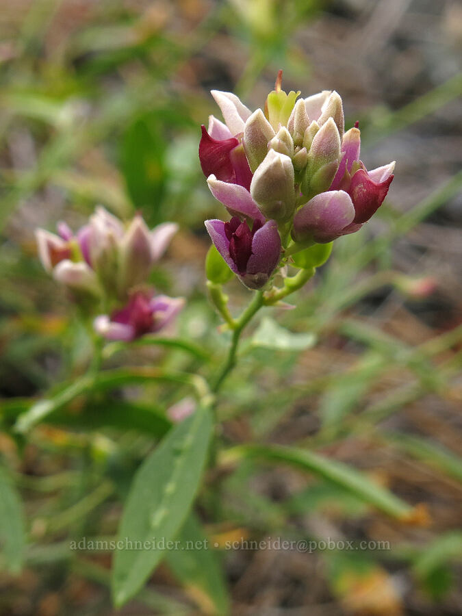 Sierra milkwort (Polygala cornuta (Rhinotropis cornuta)) [Forest Road 17, Shasta-Trinity National Forest, Siskiyou County, California]