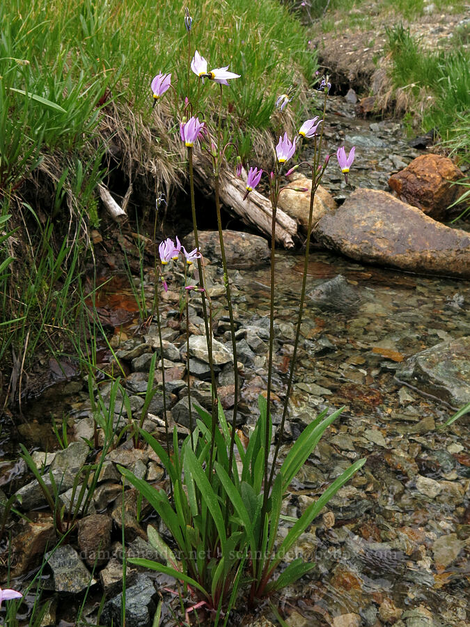 tall mountain shooting stars (Dodecatheon jeffreyi (Primula jeffreyi)) [Forest Road 17, Shasta-Trinity National Forest, Siskiyou County, California]