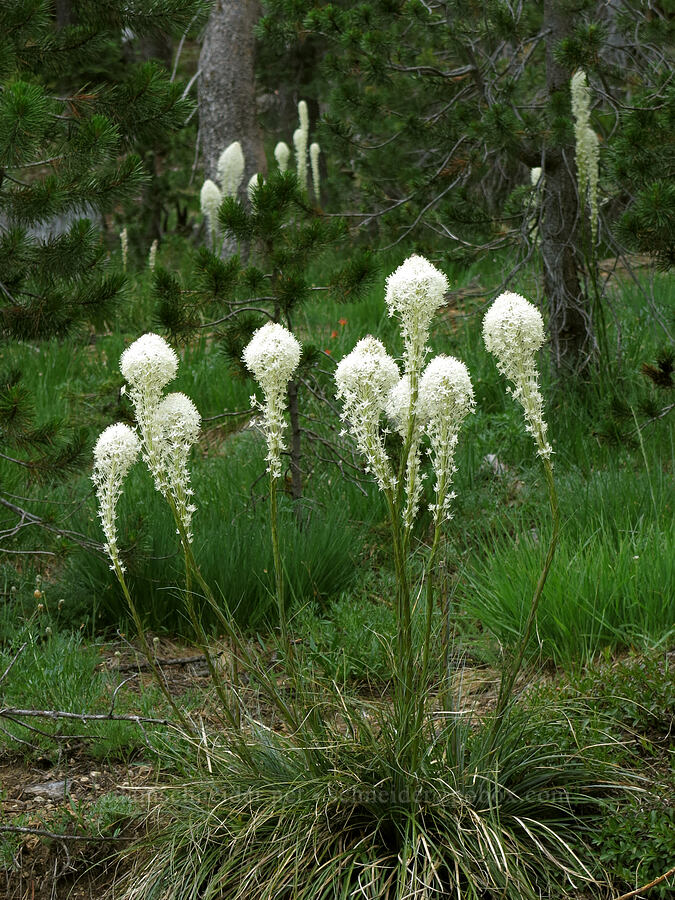 beargrass (Xerophyllum tenax) [Forest Road 17, Shasta-Trinity National Forest, Siskiyou County, California]