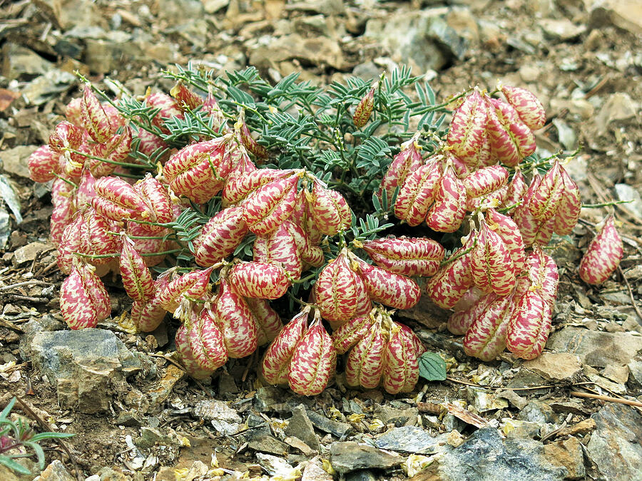Siskiyou balloon-pod milk-vetch (Astragalus whitneyi var. siskiyouensis) [Forest Road 17, Shasta-Trinity National Forest, Siskiyou County, California]