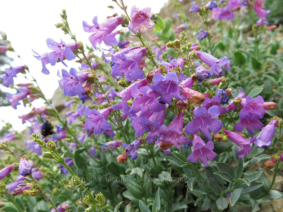 azure penstemon (Penstemon azureus) [Forest Road 17, Shasta-Trinity National Forest, Siskiyou County, California]