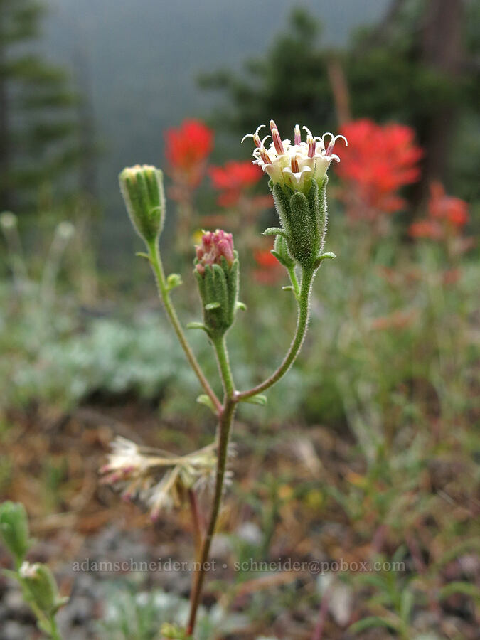 dusty-maidens (Chaenactis douglasii) [Forest Road 17, Shasta-Trinity National Forest, Siskiyou County, California]