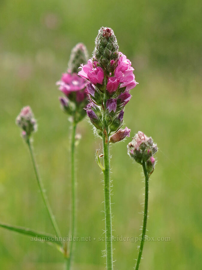 checker-mallow (Sidalcea oregana) [Deadfall Meadows, Shasta-Trinity National Forest, Trinity County, California]