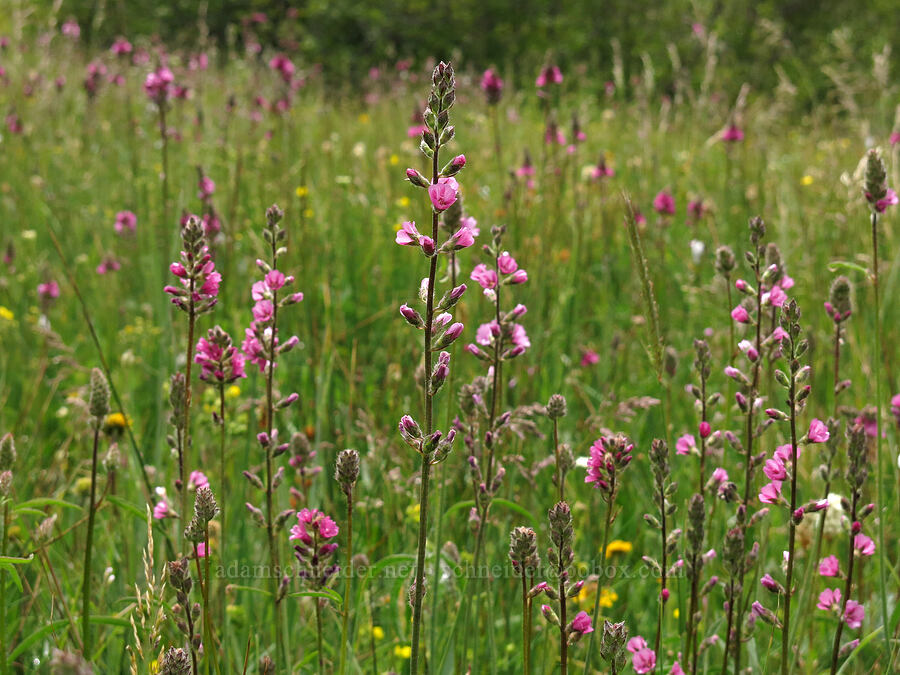 checker-mallow (Sidalcea oregana) [Deadfall Meadows, Shasta-Trinity National Forest, Trinity County, California]