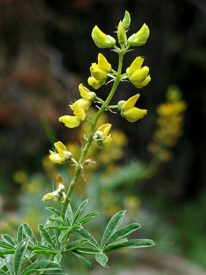 Mt. Eddy lupine (Lupinus croceus) [Deadfall Meadows, Shasta-Trinity National Forest, Trinity County, California]