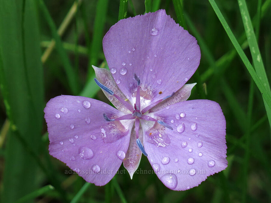 naked mariposa lily (Calochortus nudus) [Deadfall Meadows, Shasta-Trinity National Forest, Trinity County, California]