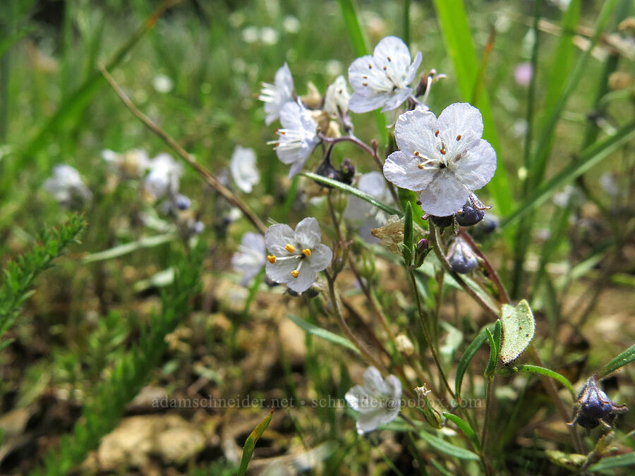 Pringle's phacelia (Phacelia pringlei) [Deadfall Meadows, Shasta-Trinity National Forest, Trinity County, California]