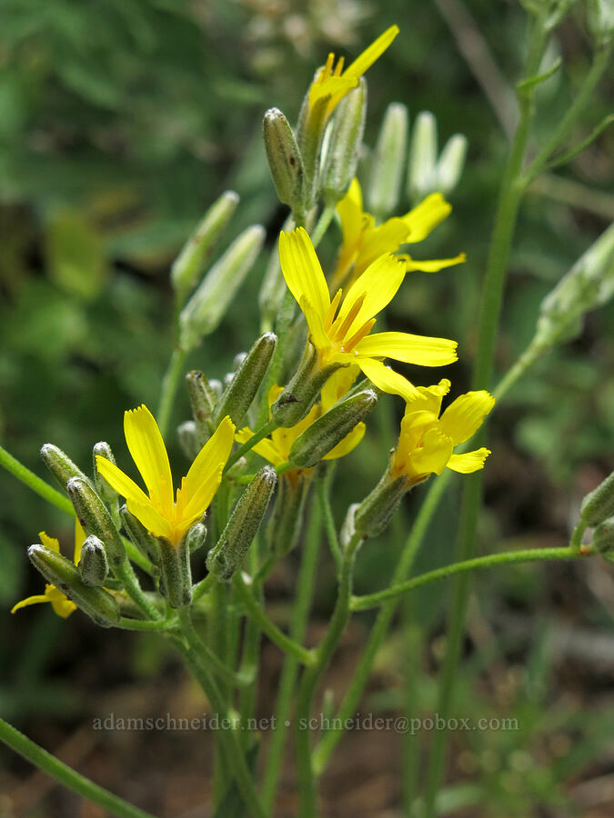 naked hawksbeard (Crepis pleurocarpa) [Deadfall Meadows, Shasta-Trinity National Forest, Trinity County, California]