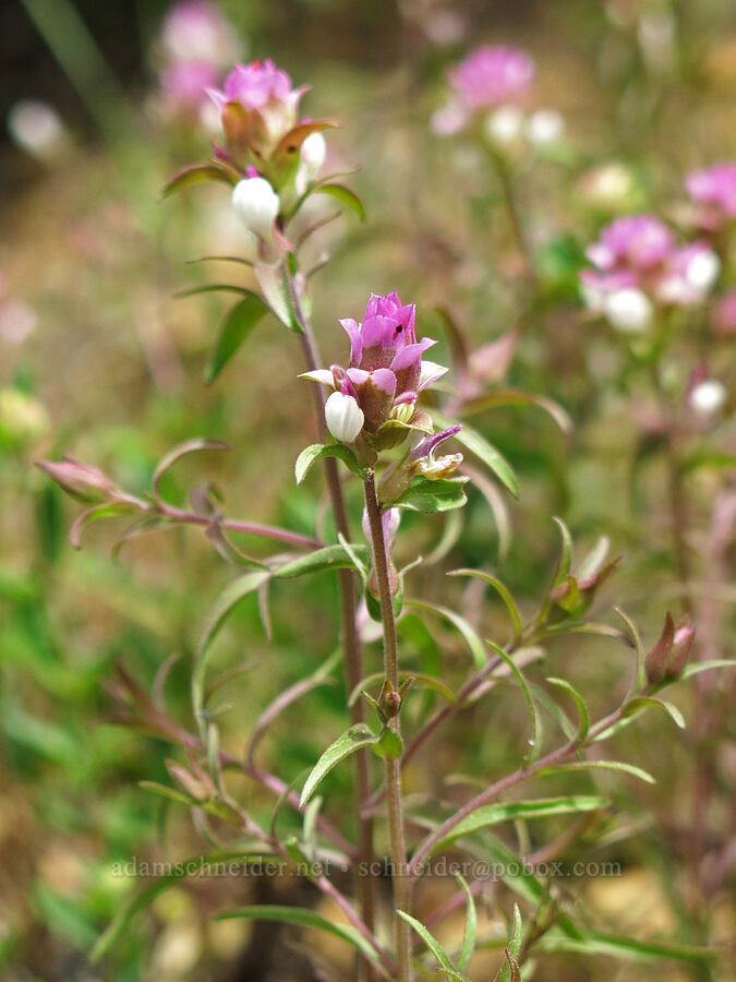 Copeland's owl-clover (Orthocarpus cuspidatus ssp. copelandii) [Deadfall Meadows, Shasta-Trinity National Forest, Trinity County, California]