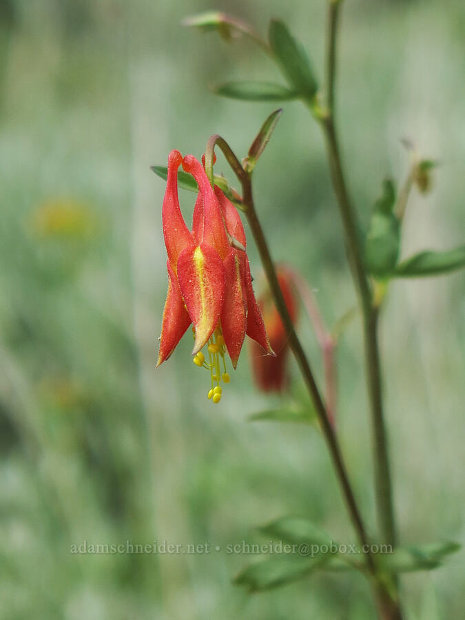 western columbine (Aquilegia formosa) [Deadfall Meadows, Shasta-Trinity National Forest, Trinity County, California]