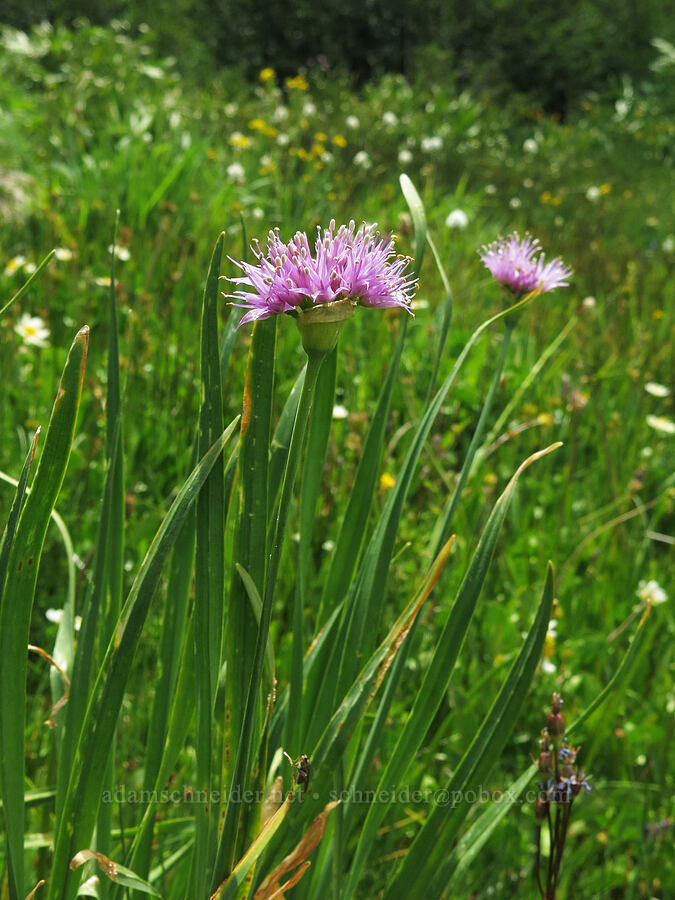 swamp onion (Allium validum) [Deadfall Meadows, Shasta-Trinity National Forest, Trinity County, California]