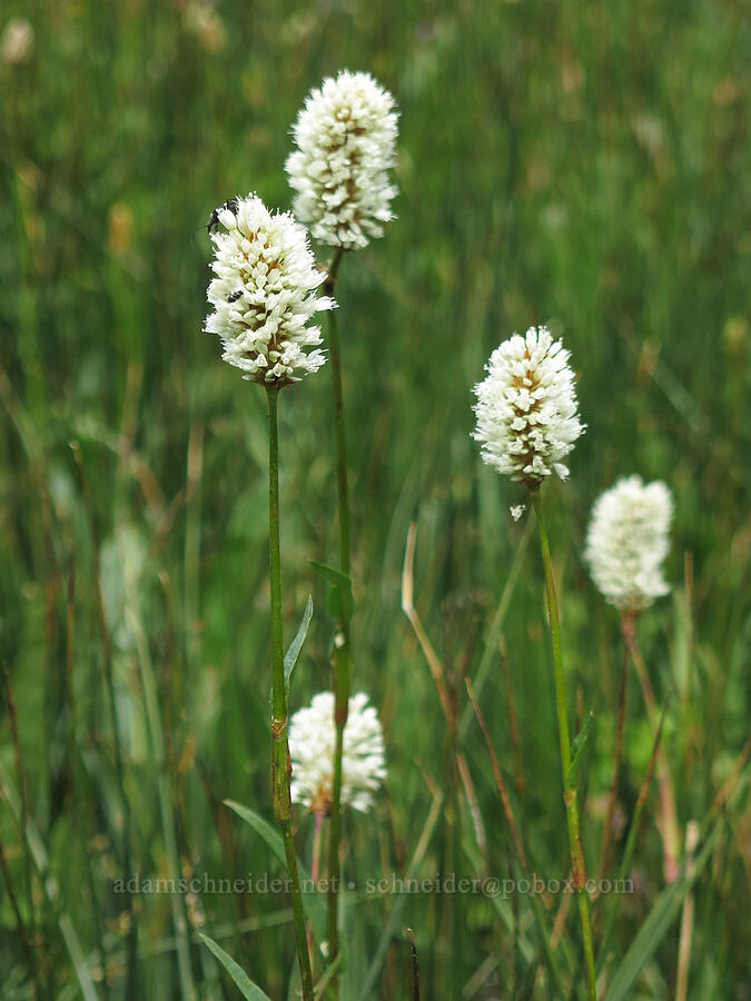 western bistort (Bistorta bistortoides (Polygonum bistortoides)) [Deadfall Meadows, Shasta-Trinity National Forest, Trinity County, California]