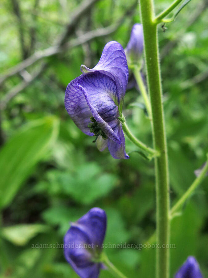 western monkshood (Aconitum columbianum) [Deadfall Meadows, Shasta-Trinity National Forest, Trinity County, California]
