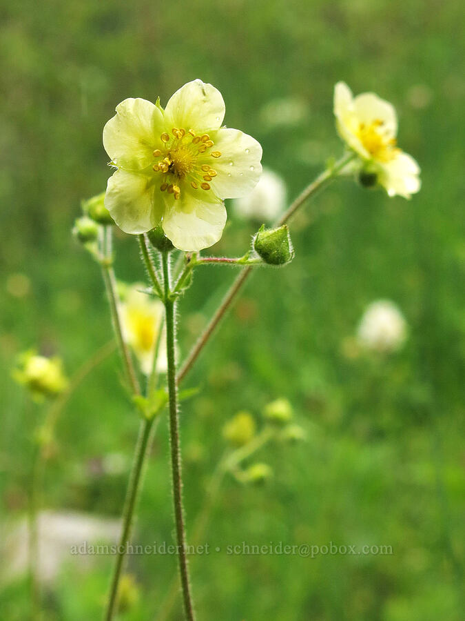 cinquefoil (Drymocallis sp. (Potentilla sp.)) [Deadfall Meadows, Shasta-Trinity National Forest, Trinity County, California]
