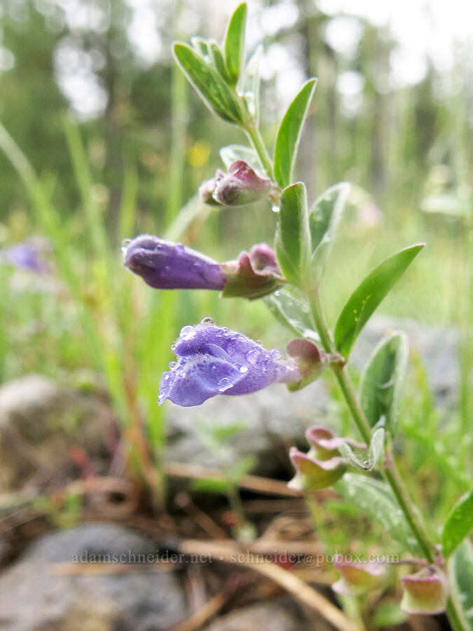 snapdragon skull-cap (Scutellaria antirrhinoides) [Deadfall Meadows, Shasta-Trinity National Forest, Trinity County, California]