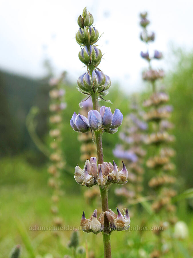 lupines (Lupinus sp.) [Deadfall Meadows, Shasta-Trinity National Forest, Trinity County, California]