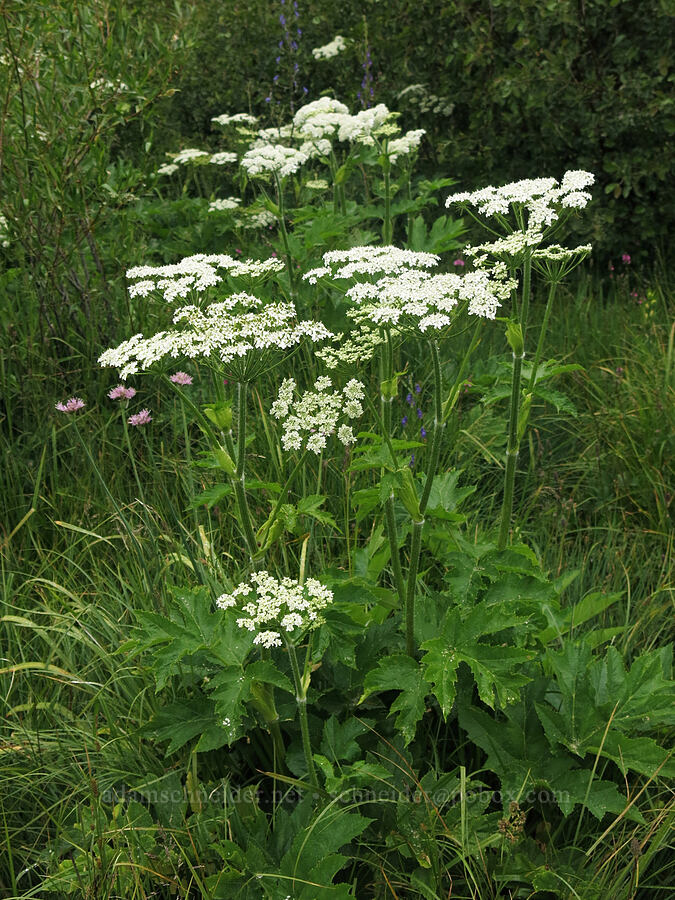 cow parsnip (Heracleum maximum) [Deadfall Meadows, Shasta-Trinity National Forest, Trinity County, California]