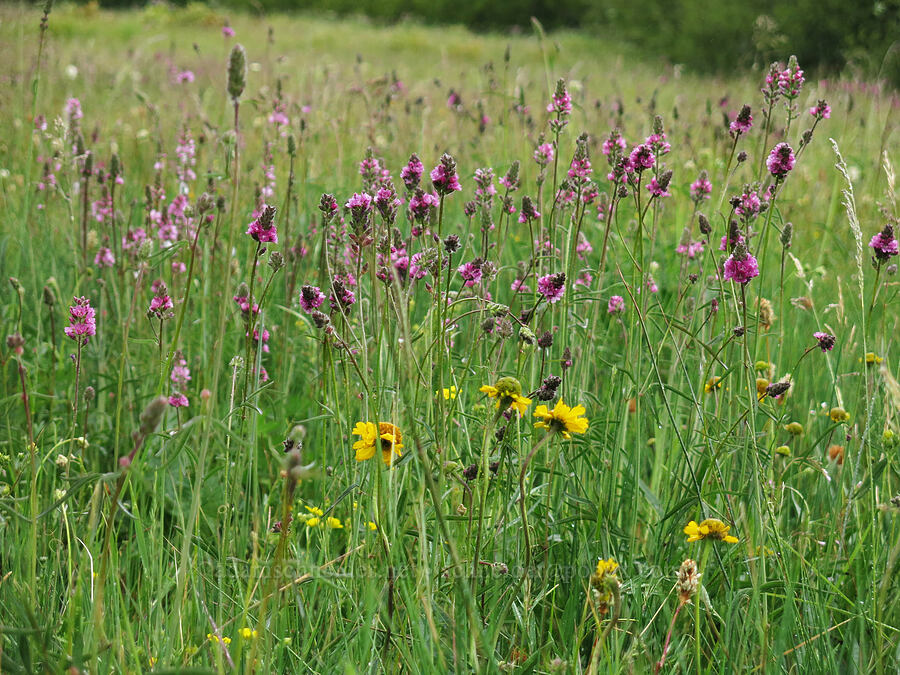 checker-mallow & sneezeweed (Sidalcea oregana, Helenium bigelovii) [Deadfall Meadows, Shasta-Trinity National Forest, Trinity County, California]