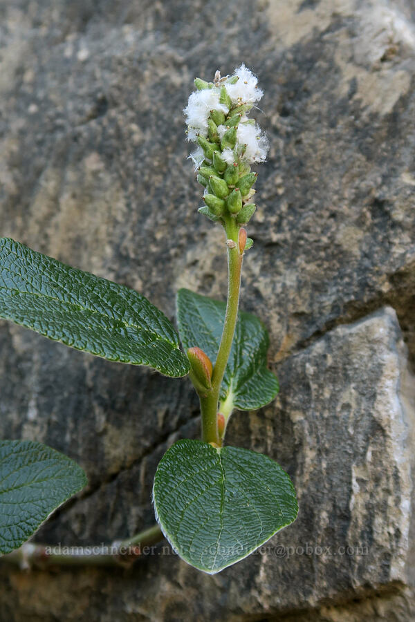 rock willow (Salix vestita) [Highline Trail, Glacier National Park, Flathead County, Montana]