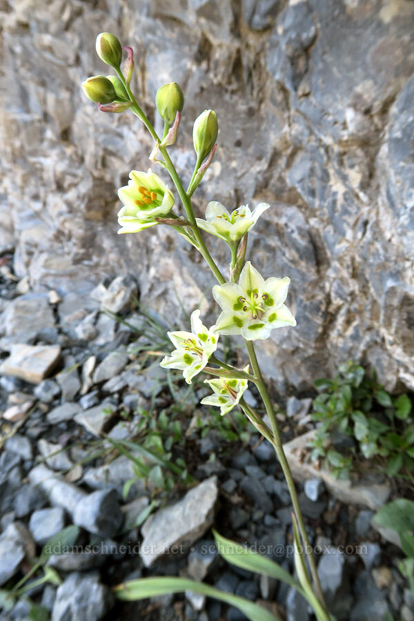 mountain death-camas (Anticlea elegans (Zigadenus elegans)) [Highline Trail, Glacier National Park, Flathead County, Montana]