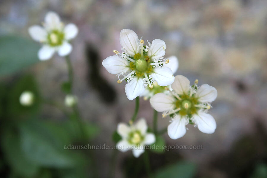 fringed grass-of-Parnassus (Parnassia fimbriata) [Highline Trail, Glacier National Park, Flathead County, Montana]