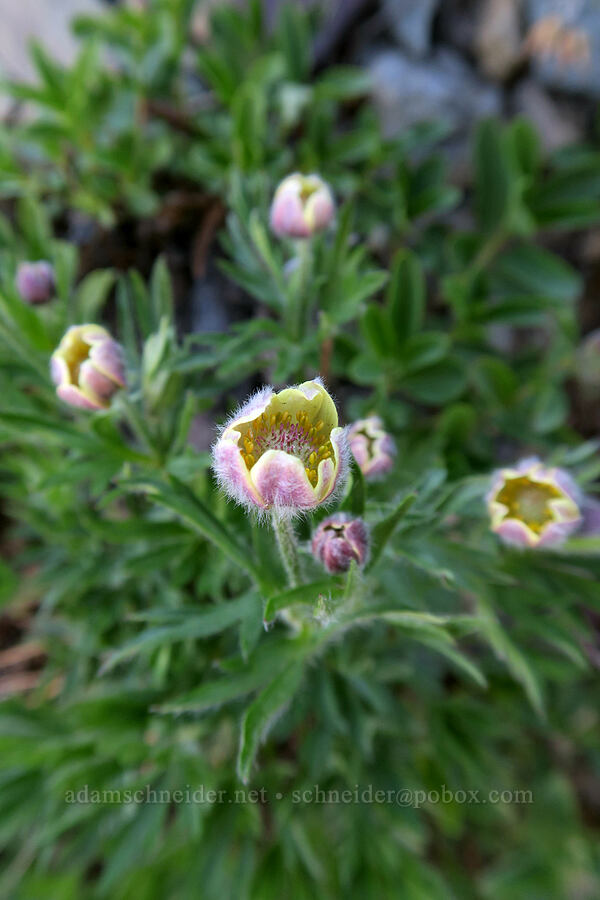cut-leaf anemones (Anemone multifida) [Highline Trail, Glacier National Park, Flathead County, Montana]