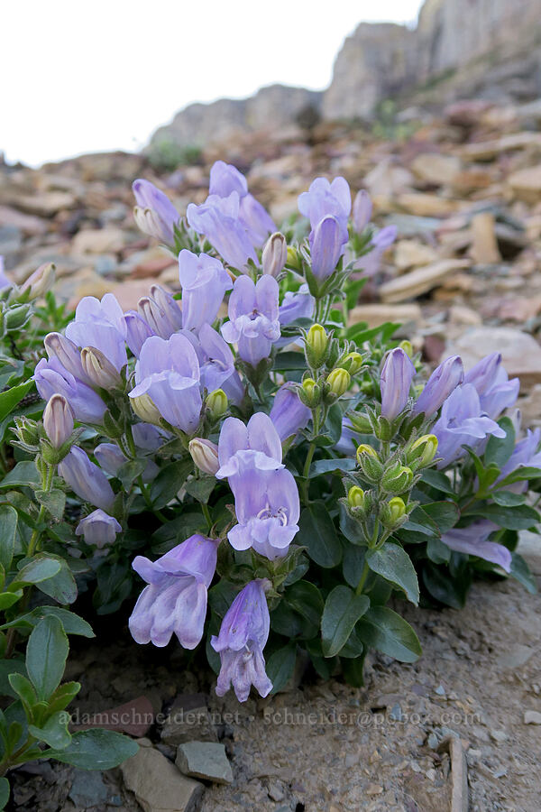 rocky ledge penstemon (Penstemon ellipticus) [Highline Trail, Glacier National Park, Flathead County, Montana]