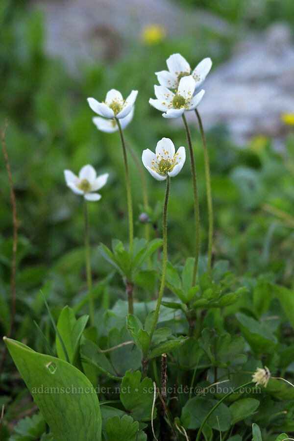 small-flowered anemones (Anemone parviflora) [Highline Trail, Glacier National Park, Flathead County, Montana]