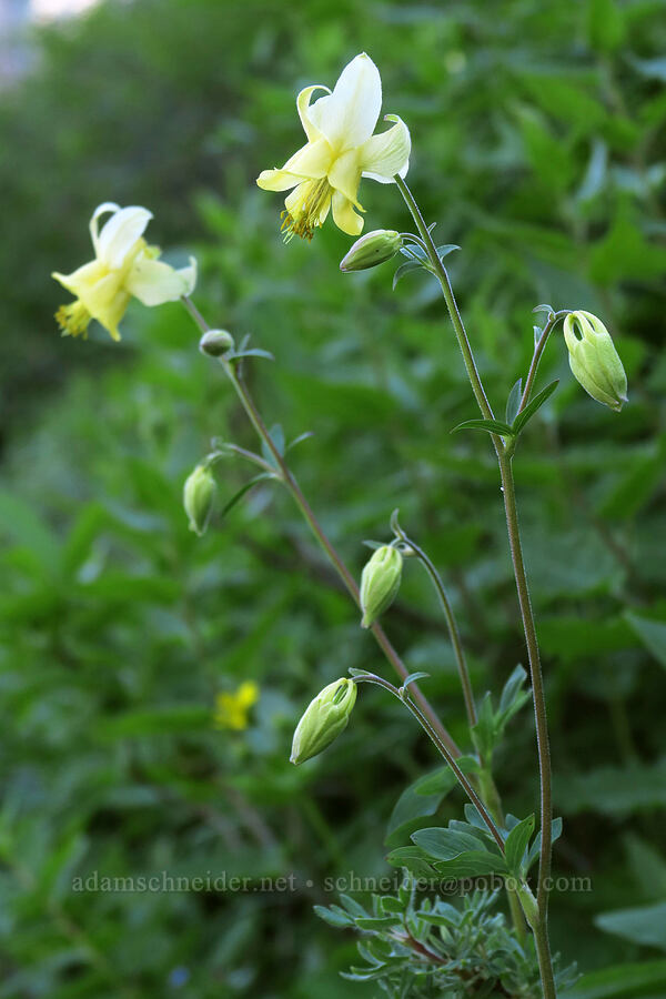 yellow columbine (Aquilegia flavescens) [Highline Trail, Glacier National Park, Flathead County, Montana]